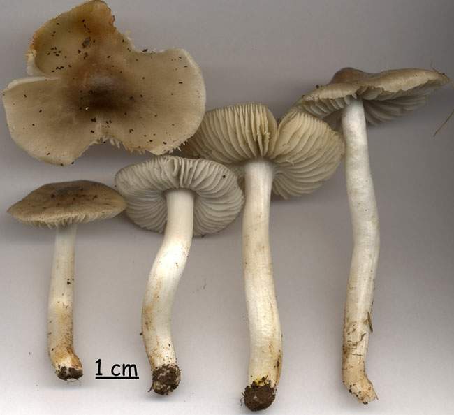 Hygrocybe fornicata